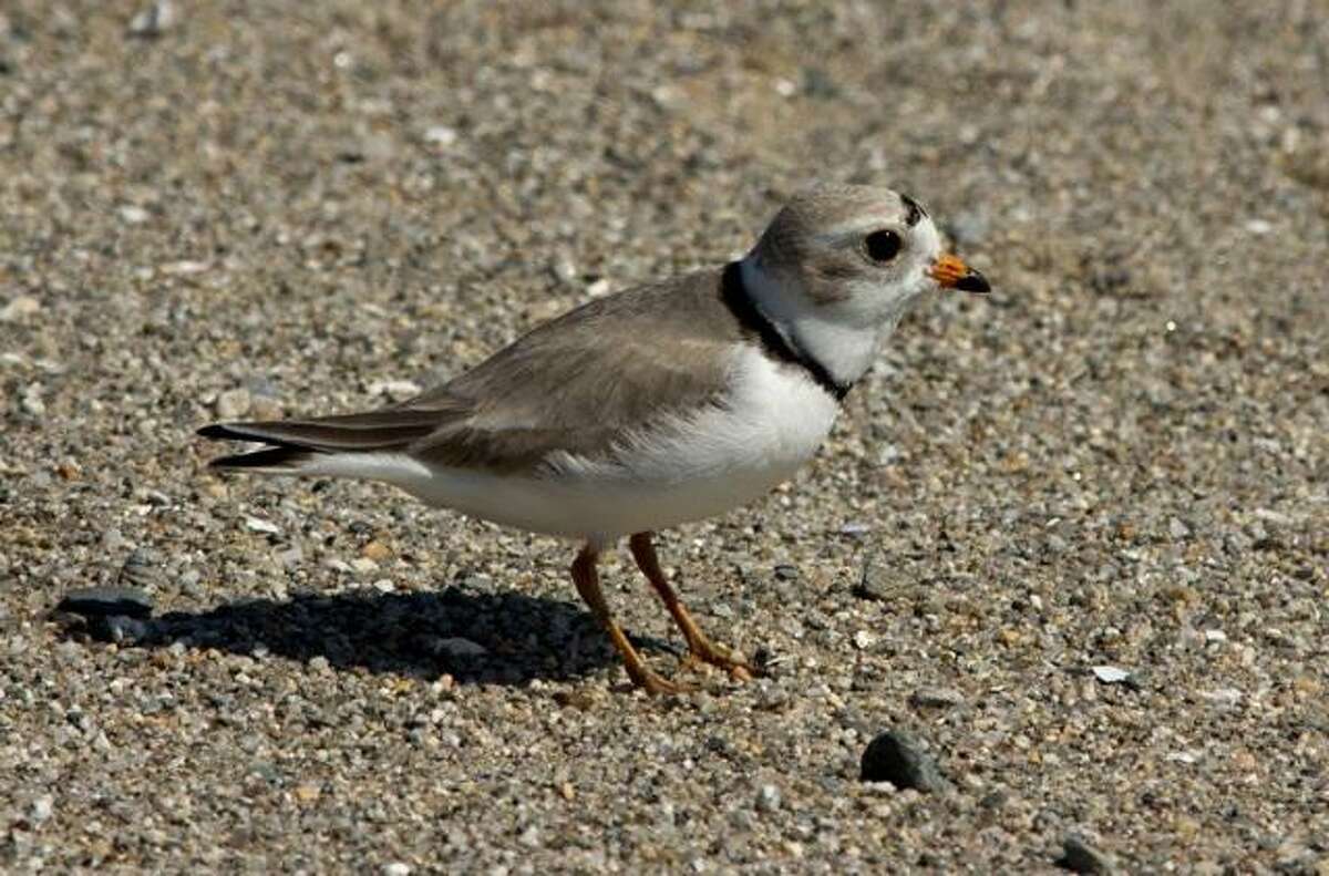 The piping plover chicks have to find food on their own. They get little help from their parents.