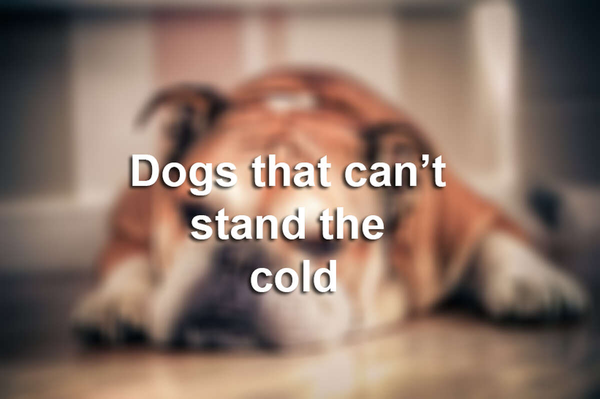 The most popular dogs that can't handle cold weather