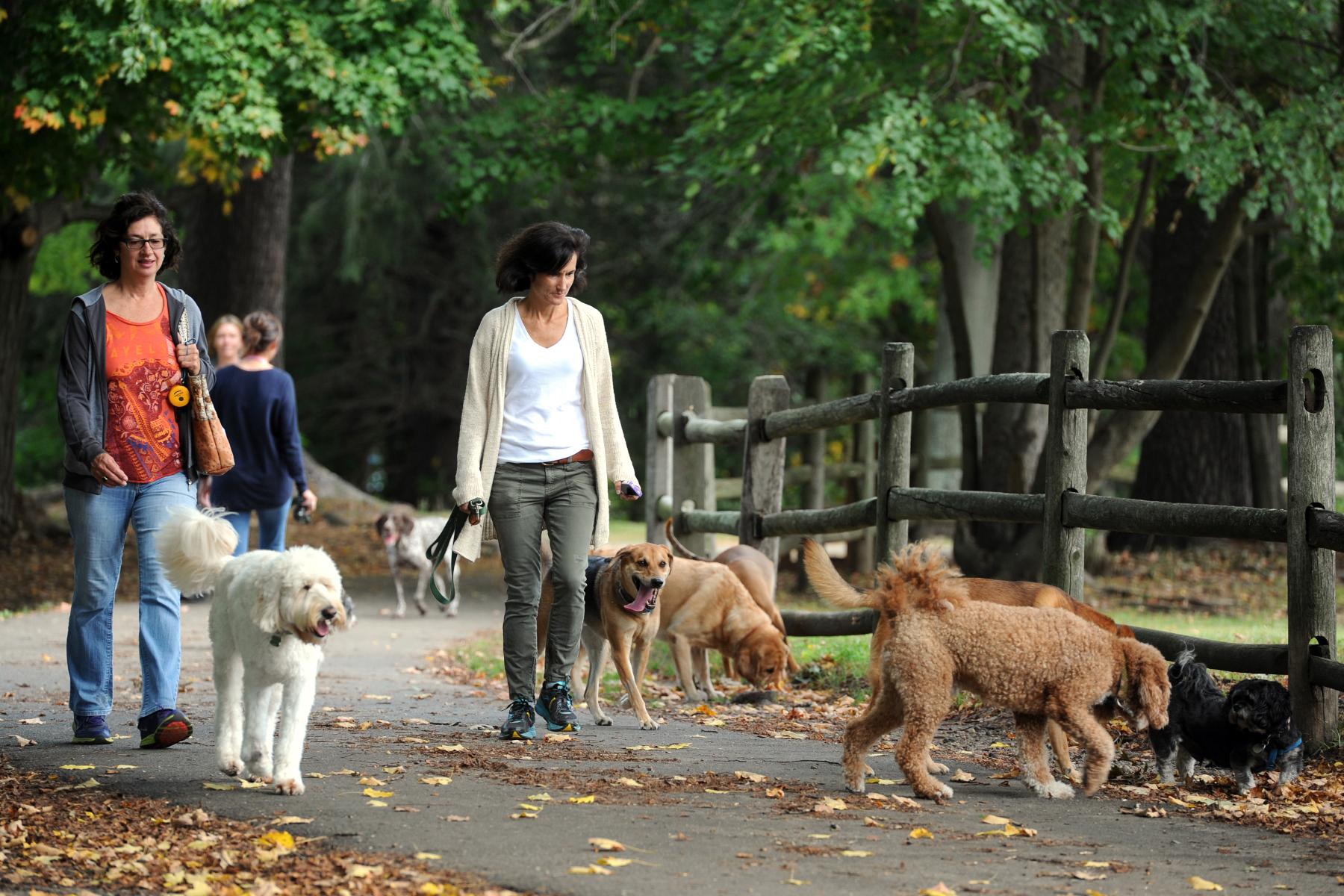 7 sites on Stratford dog park list