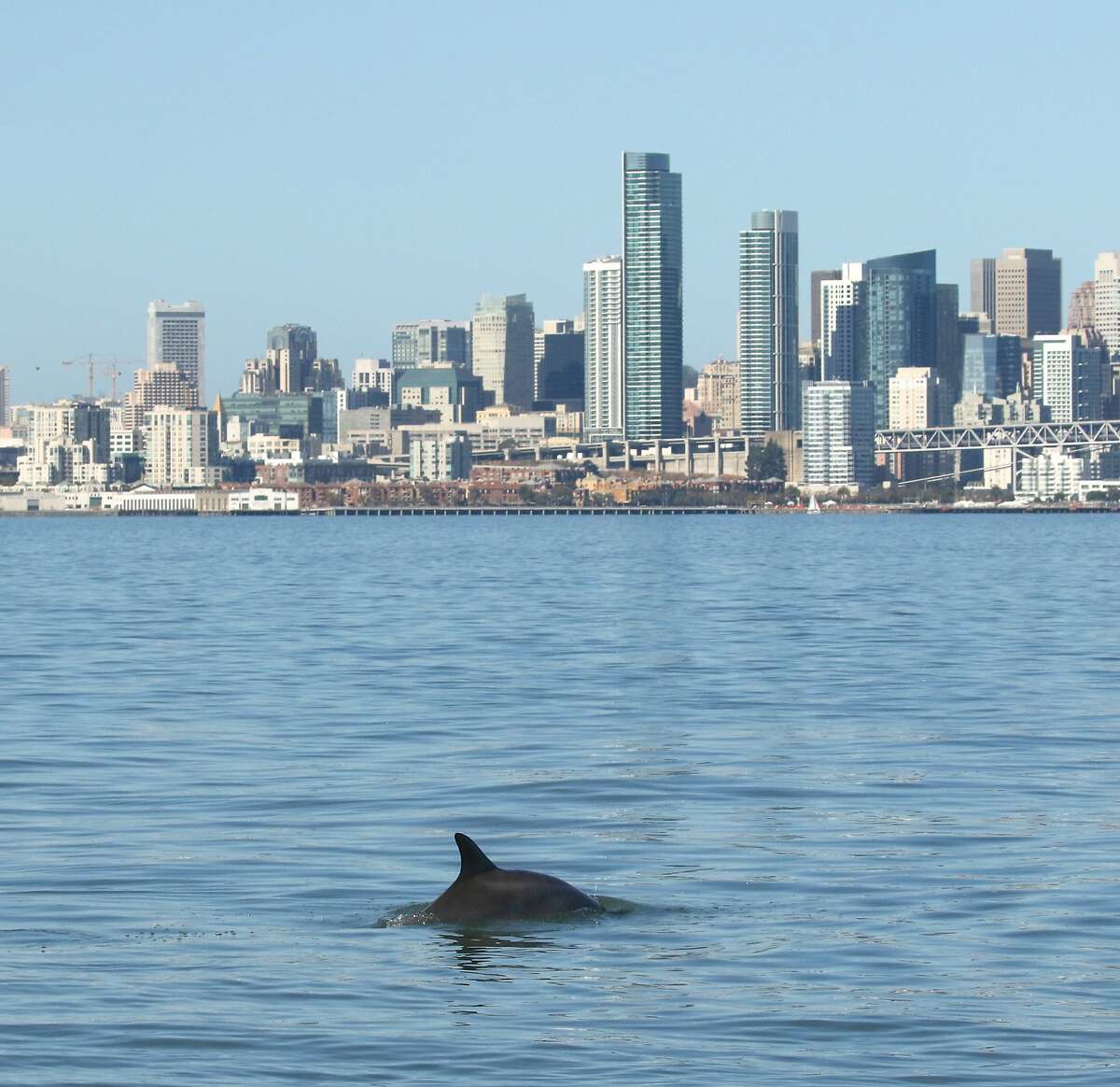 Kaimi, a bottlenose dolphin that has taken up residence in San Francisco Bay, is seen here on Oct. 1, 2016.