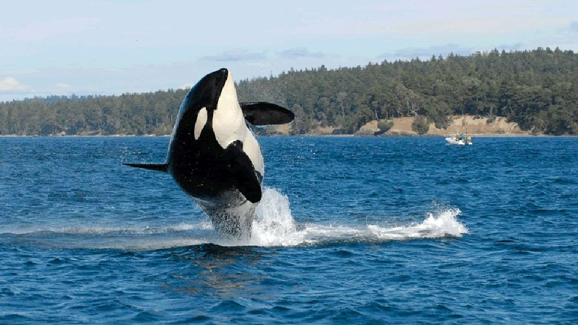 Report: New orca calf born in southern resident J pod