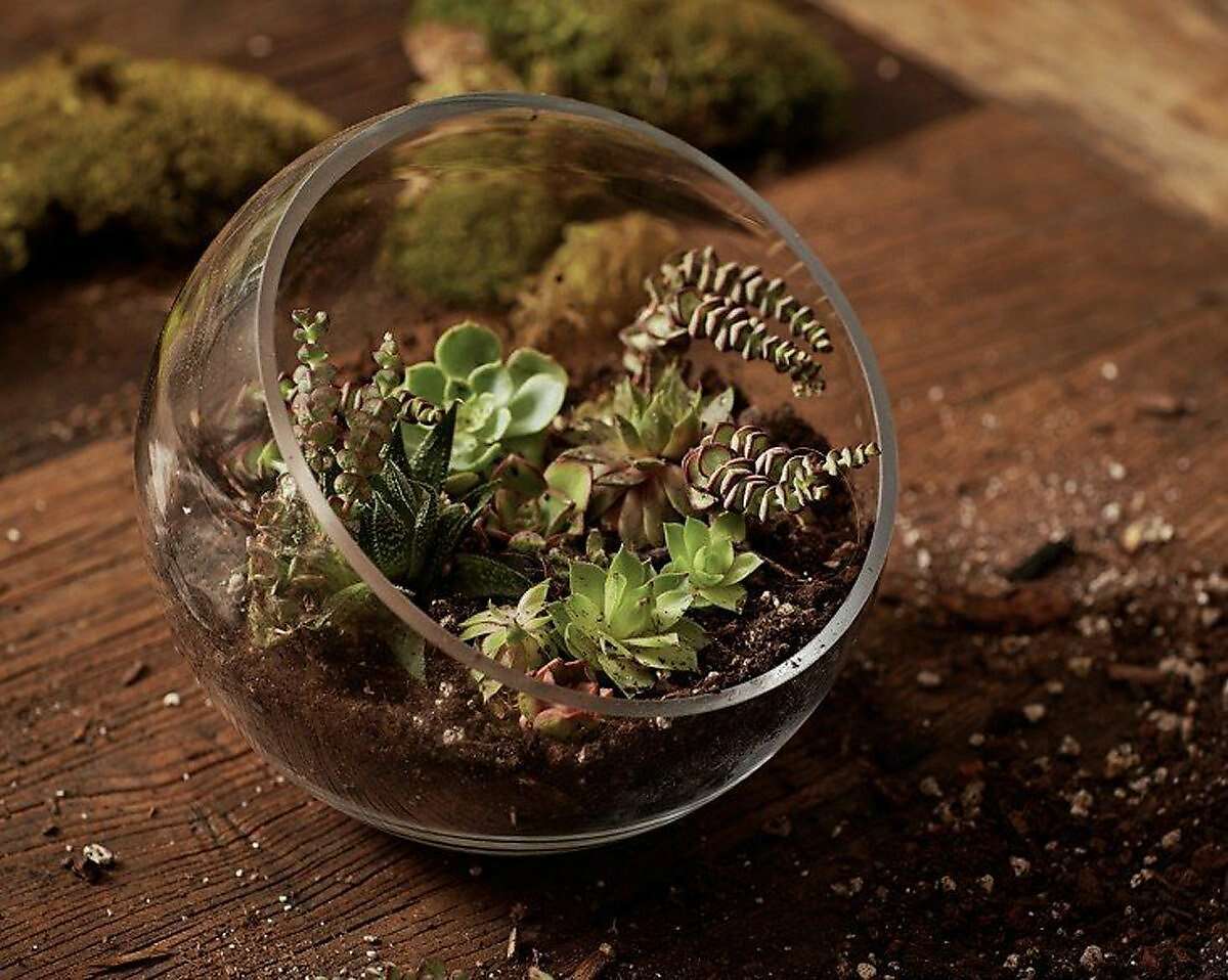 A DIY dry terrarium