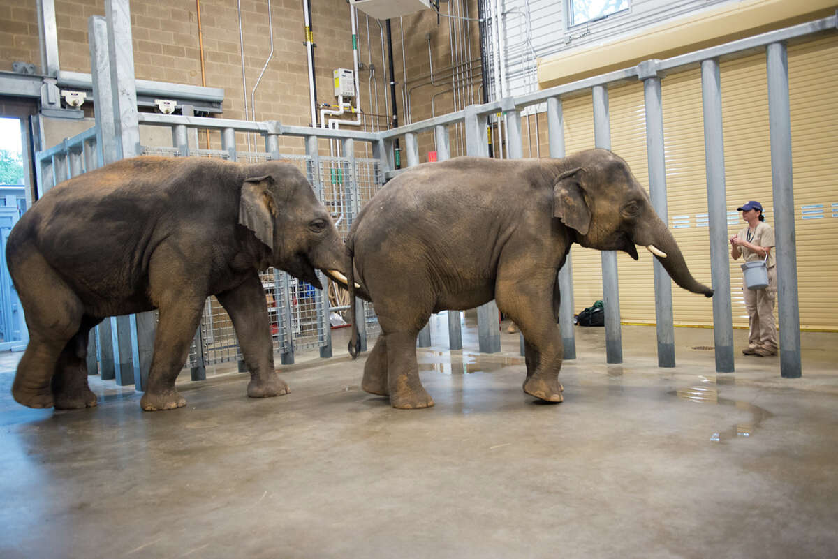 Male elephants at the Houston Zoo move into new custombuilt barn