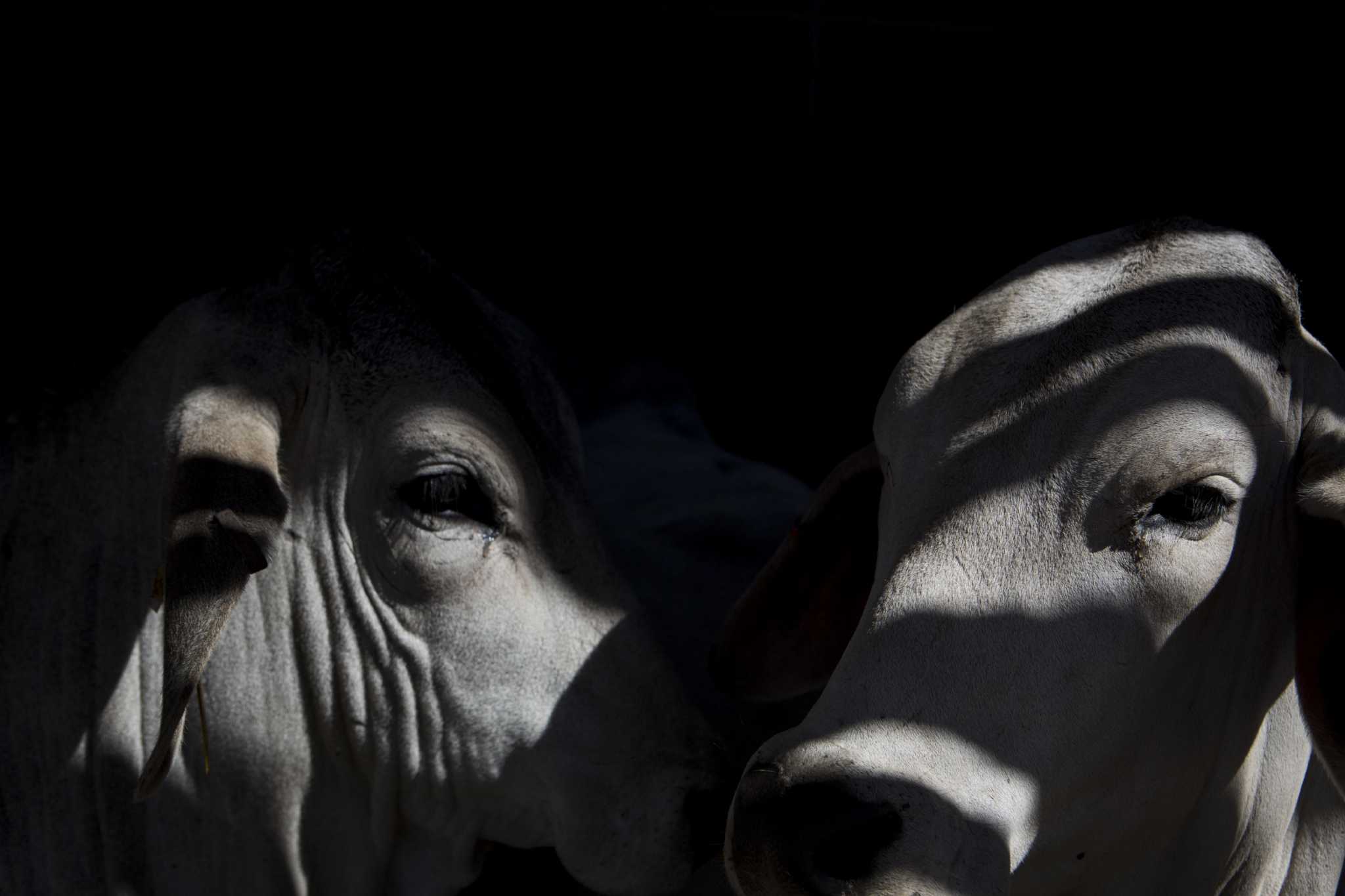 Beef prices down — but still lagging cattle price drop