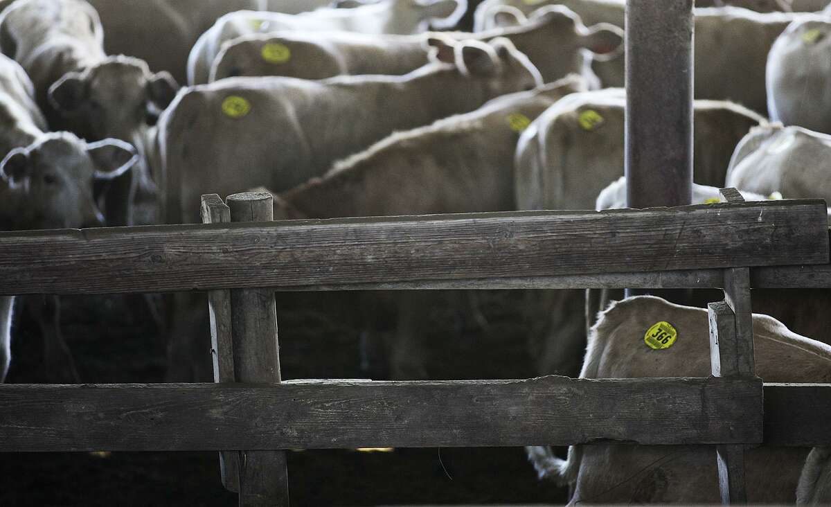 Cattle are tagged and penned before the weekly Karnes County Livestock Exchange in Kenedy in September 2014. The auction sold close to 750 head with demand driven by the high price of beef, which has slowly been coming down as herds have been rebuilt and competing proteins like chicken and pork have flooded the market.