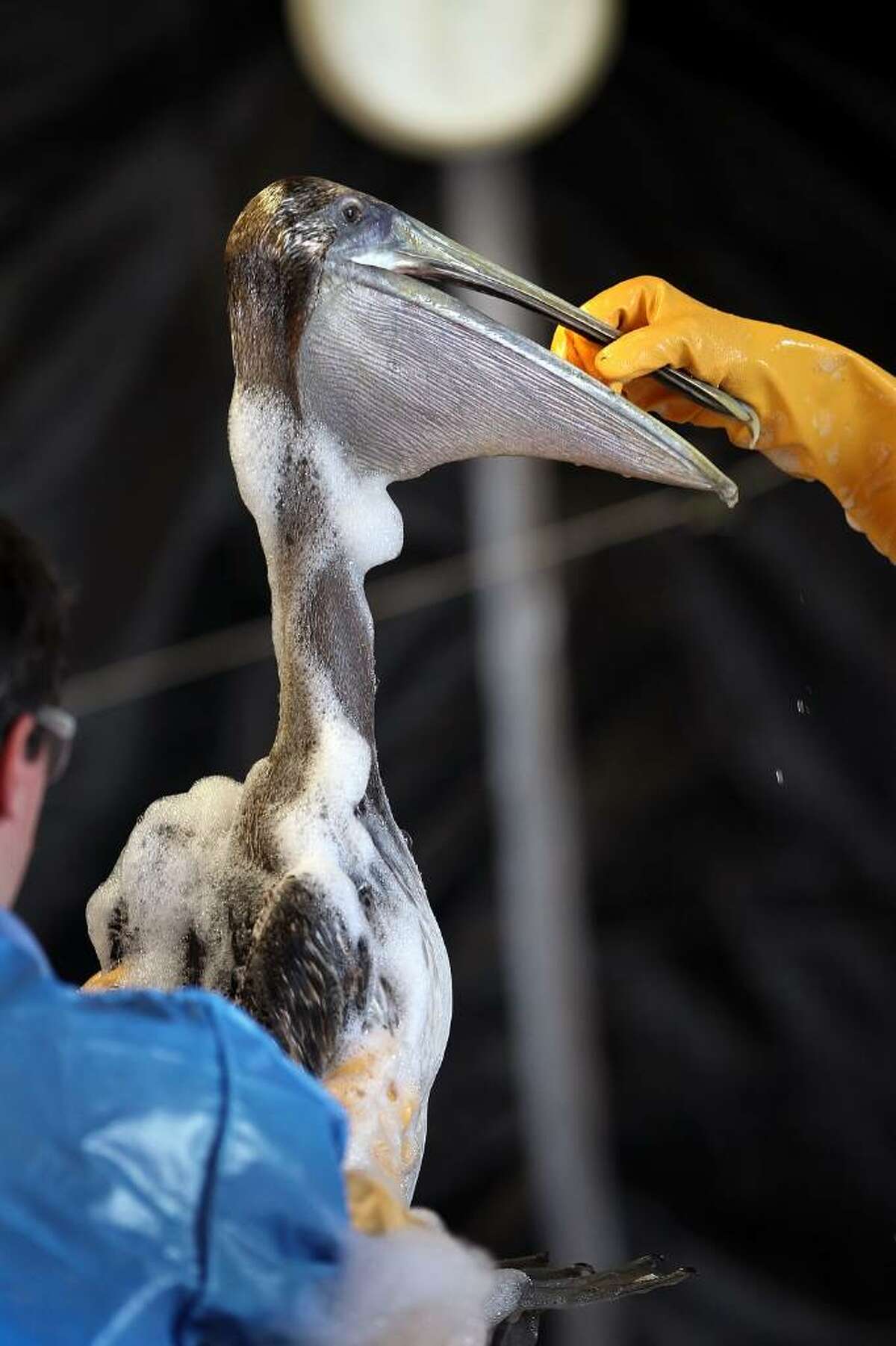 BURAS, LA - MAY 15: Veterinarians clean an oil-covered brown pelican at the Fort Jackson Wildlife Rehabilitation Center on May 15, 2010 in Buras, Louisiana. The bird was rescued from Grand Isle two days before and brought to the center for rehabilitation. U.S. Secretary of the Interior Ken Salazar toured the center Saturday and watched the bird cleaning. Oil continues leaking out of the Deepwater Horizon wellhead as BP continues to work on containing the spill in the Gulf of Mexico off the Louisiana coast. (Photo by John Moore/Getty Images)