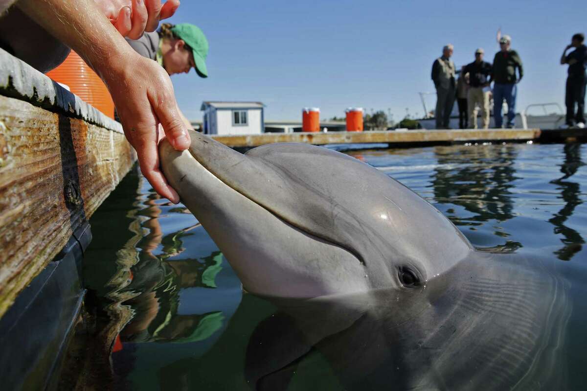 A bottlenose dolphin reacts to its U.S. Navy trainer in an open-air pen at the Mine and Santi-Submarine Warfare Center in San Diego in March 2015. Researchers hope to use the dolphins in locating -- and rescuing -- some of the few surviving vaquita porpoises in Mexicoâs Upper Gulf of California. (Don Bartletti/Los Angeles Times/TNS)