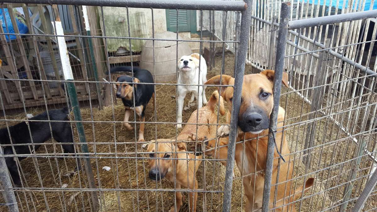 The SPCA removed 150 dogs, six cats and one horse from Puppy-Dogs-R-Us, a 20-acre, self-described animal rescue in Dayton, the morning of Jan. 4, 2017.