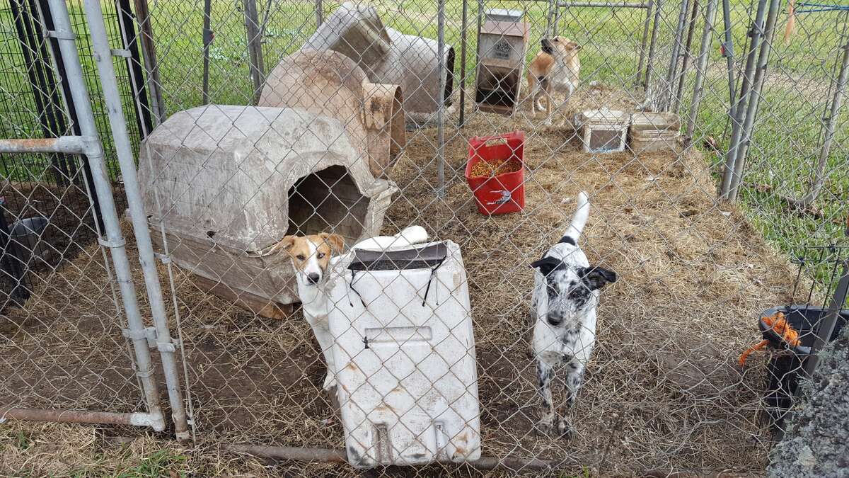 What happens next: Houston SPCA seizes more than 150 animals from Puppy ...