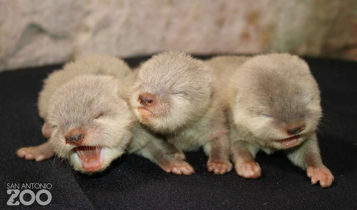 The San Antonio Zoo welcomed an adorable litter of otter pups recently. Zoo Spokesman Mason Rodriguez told mySA.com the pup trio was born Nov. 17, 2016 to mother Ague and father Charlie.