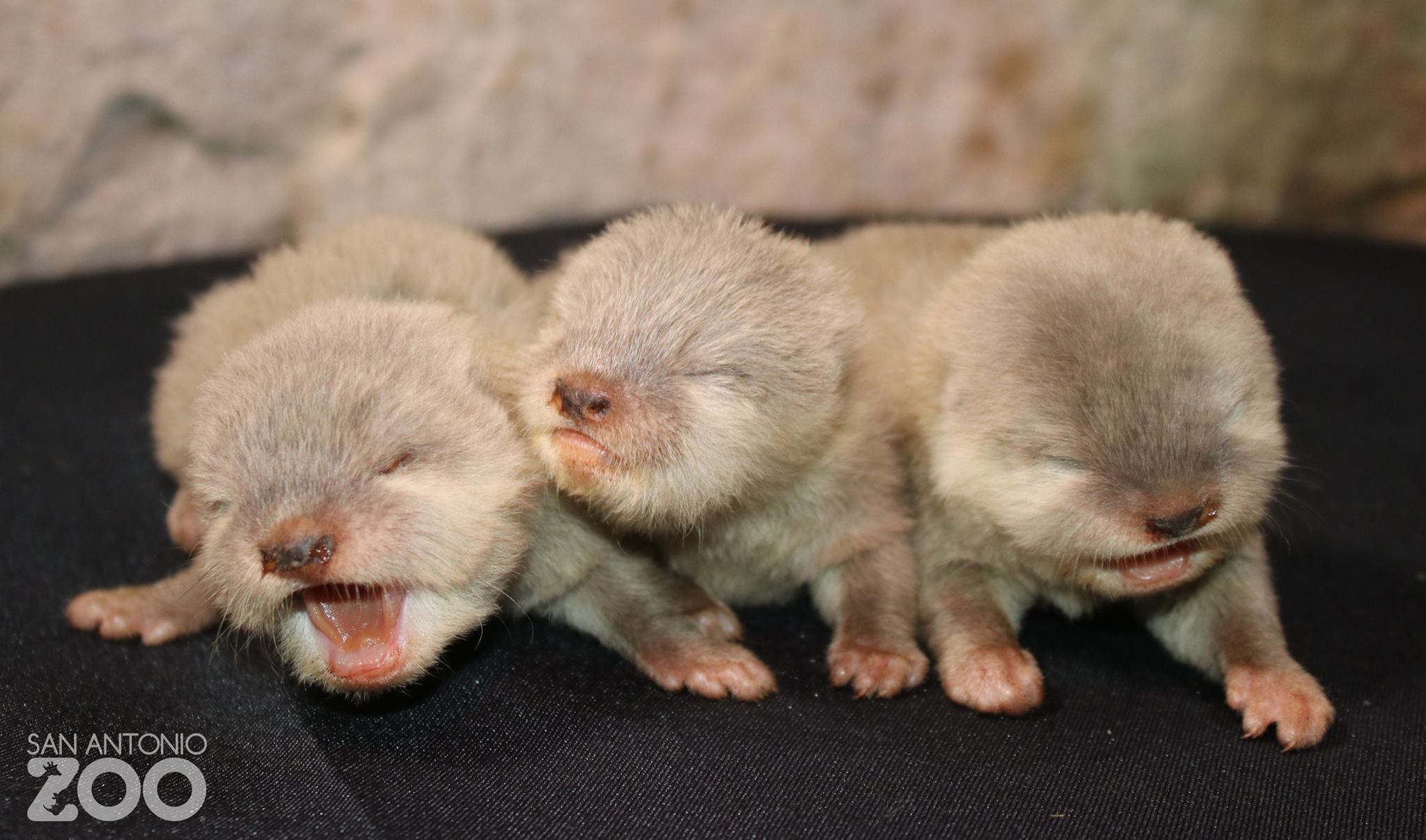 San Antonio Zoo welcomes baby otter trio