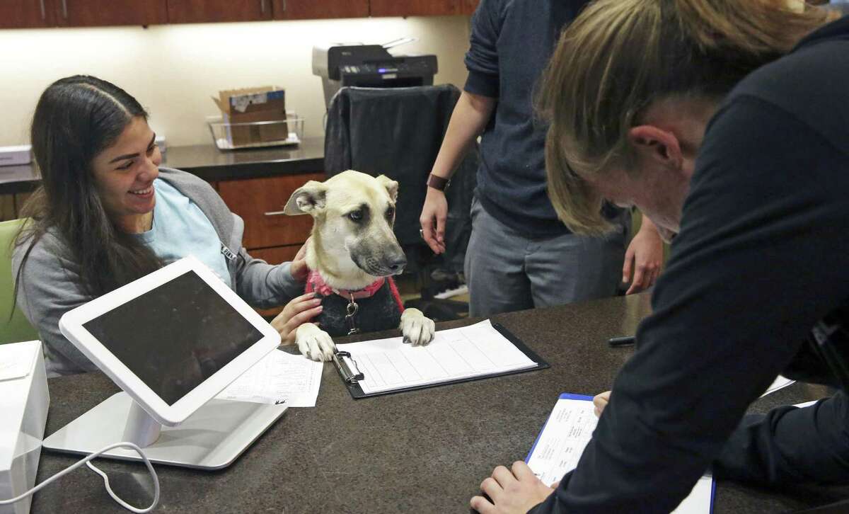 Porsha gets up on the desk to watch prospective pet owners sign in for a tour at the Paul Jolly Center for pet adoption on January 4, 2016. Juliana Mendiola is glad to allow the friendly dog to participate in front desk duties.
