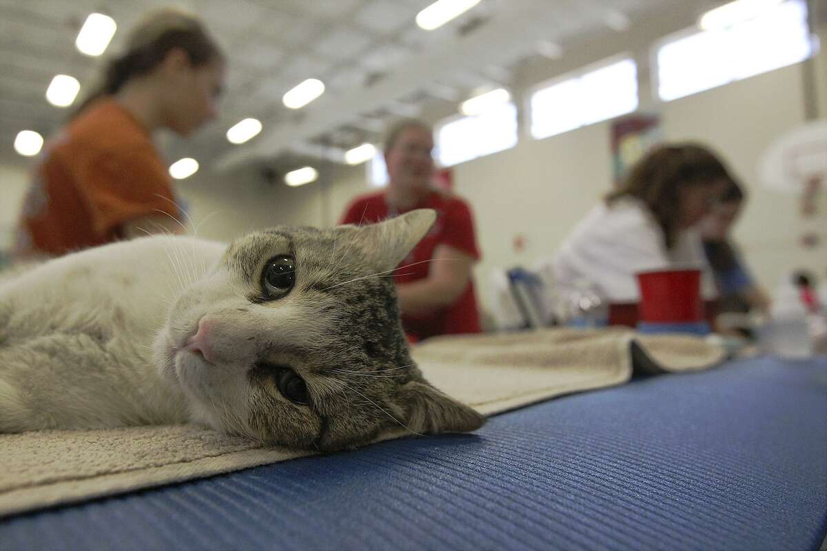 A sedated cat lays on a recovery table after a sterilization at at SNIPSA's 2013 The Big Fix free spay and neuter clinic.