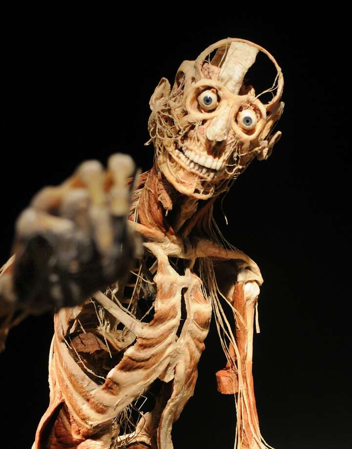 COTA’s Winter Wonderland Features Renowned Chinese Lantern Festival Body Worlds RX is a new traveling exhibit featuring real human bodies and body parts, showing visitors details of our inner workings in a very in-your-face way. The exhibit will be at the museum.