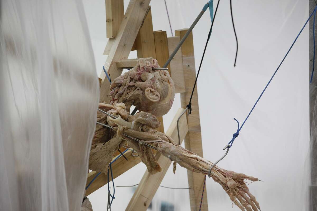 Eyepopping Body Worlds RX exhibit coming to Houston for fourmonth run