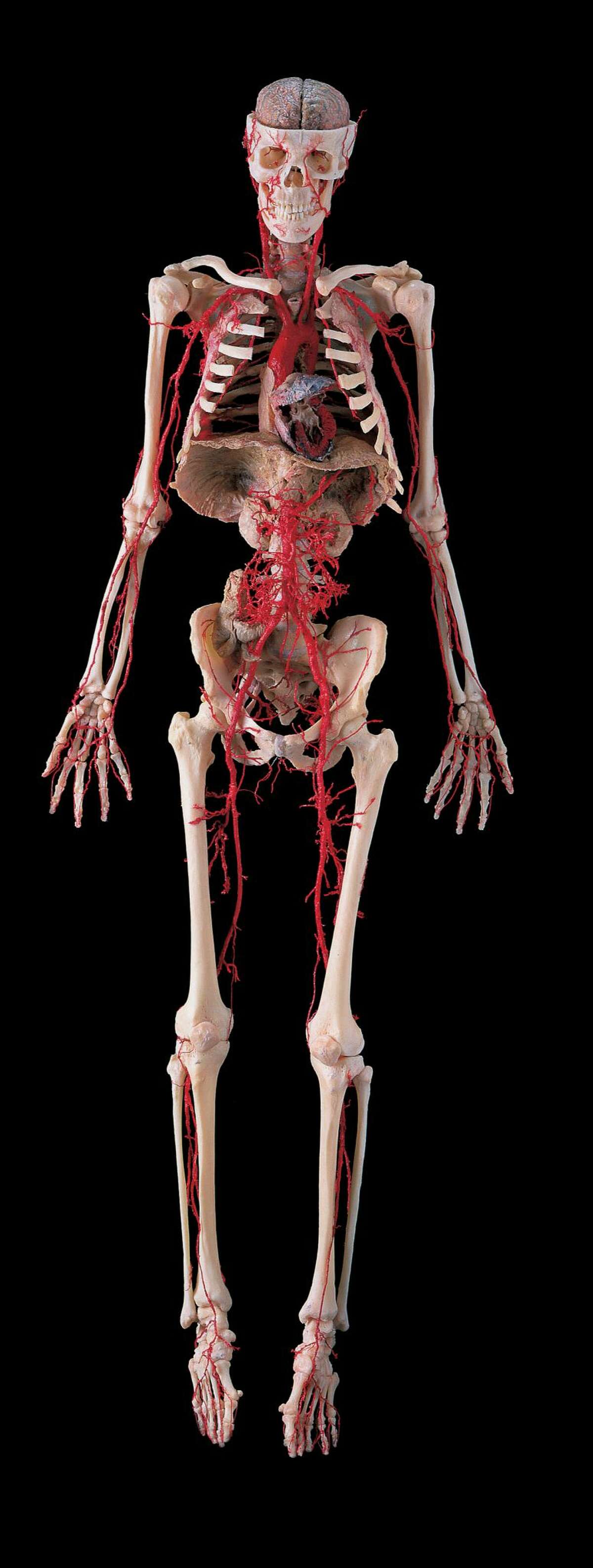 Eyepopping Body Worlds RX exhibit coming to Houston for fourmonth run