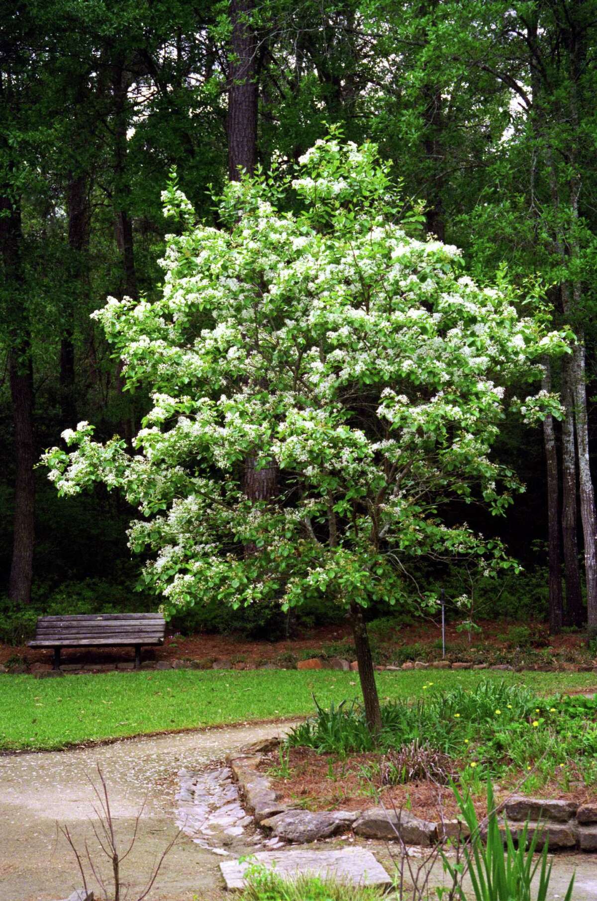Consider planting a native Texas tree for Houston Arbor Day
