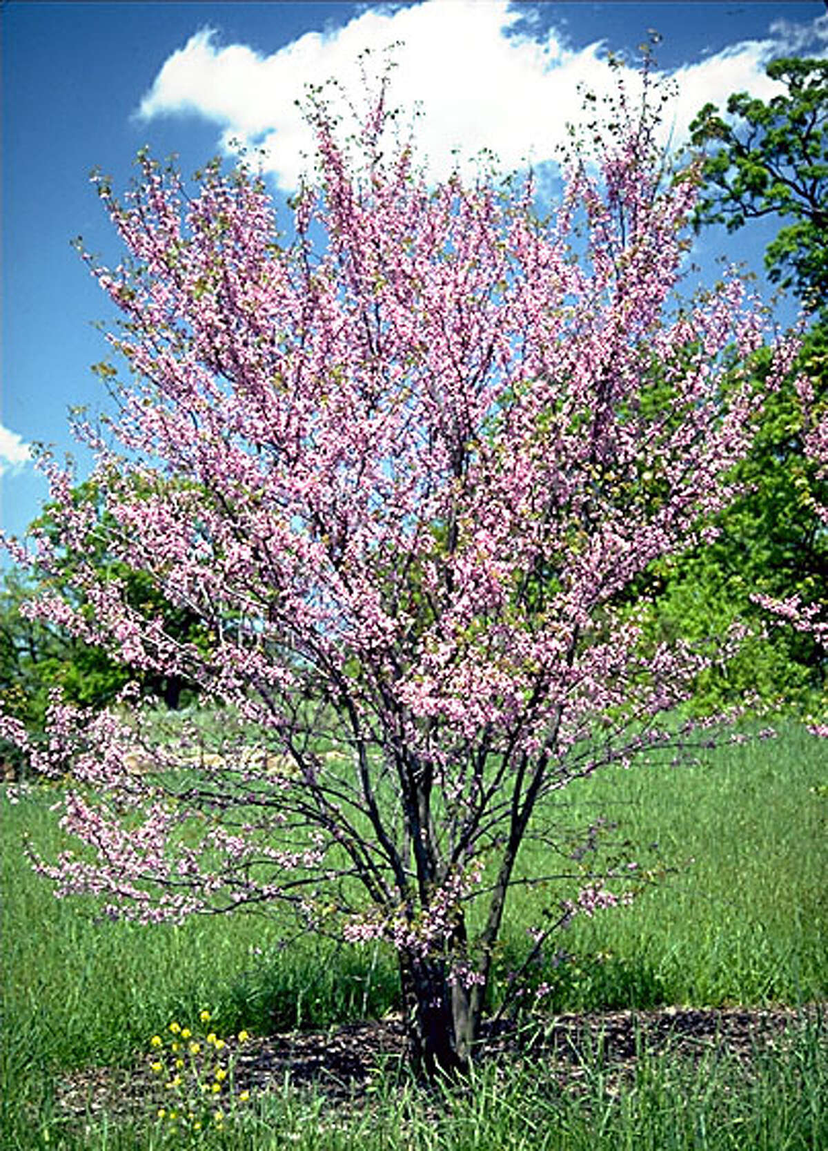 Consider planting a native Texas tree for Houston Arbor Day