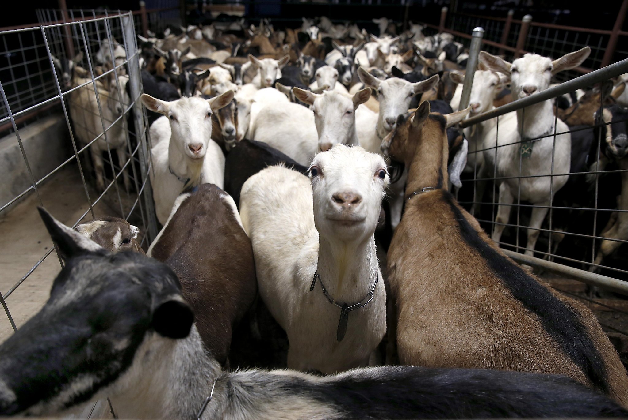 meyenberg goat milk for babies