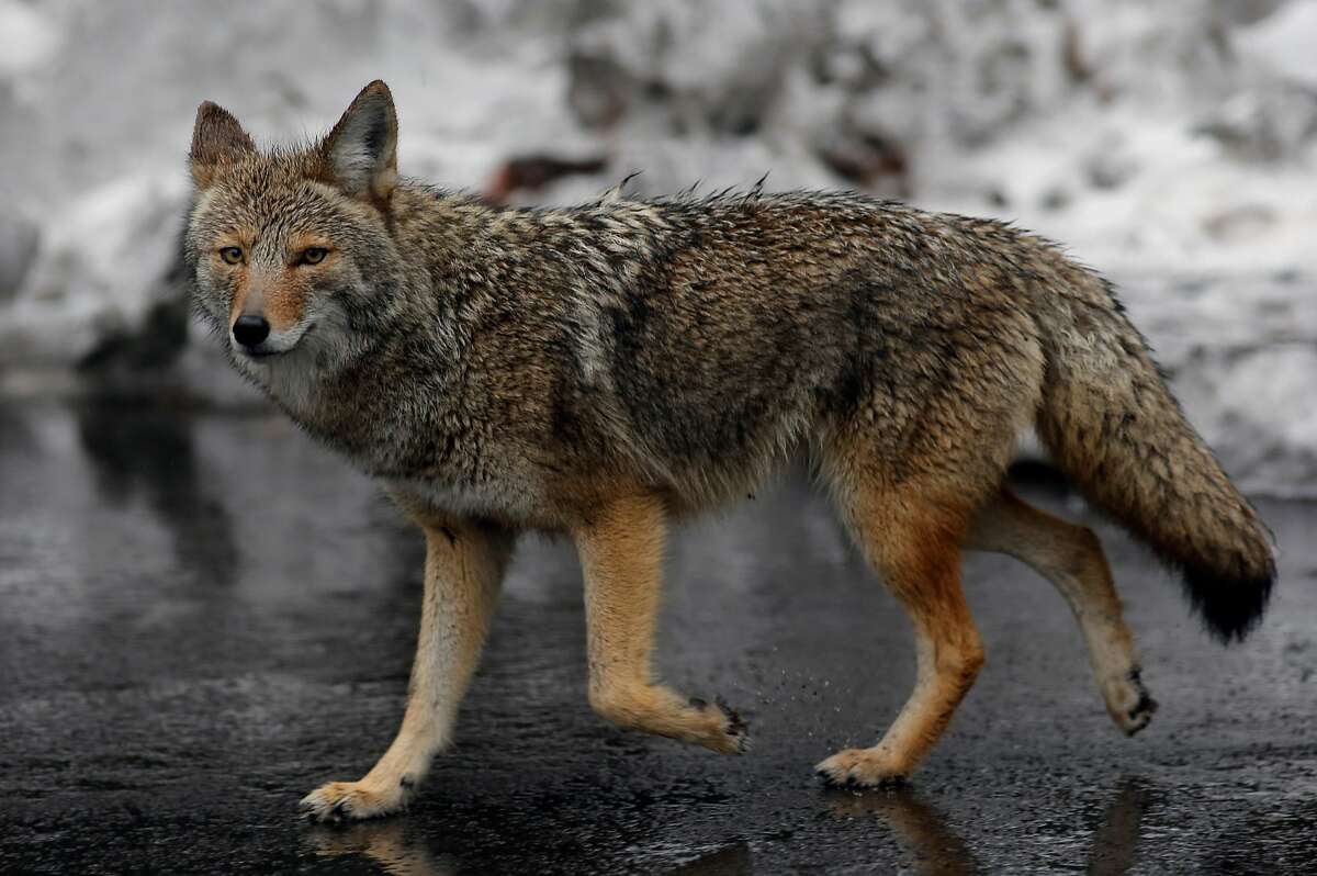 What to look out for if you happen to meet a coyote