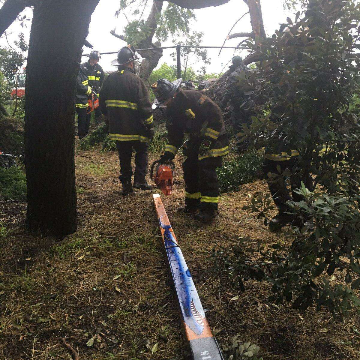 Sffd Rescues Man Trapped Under Tree In Golden Gate Park