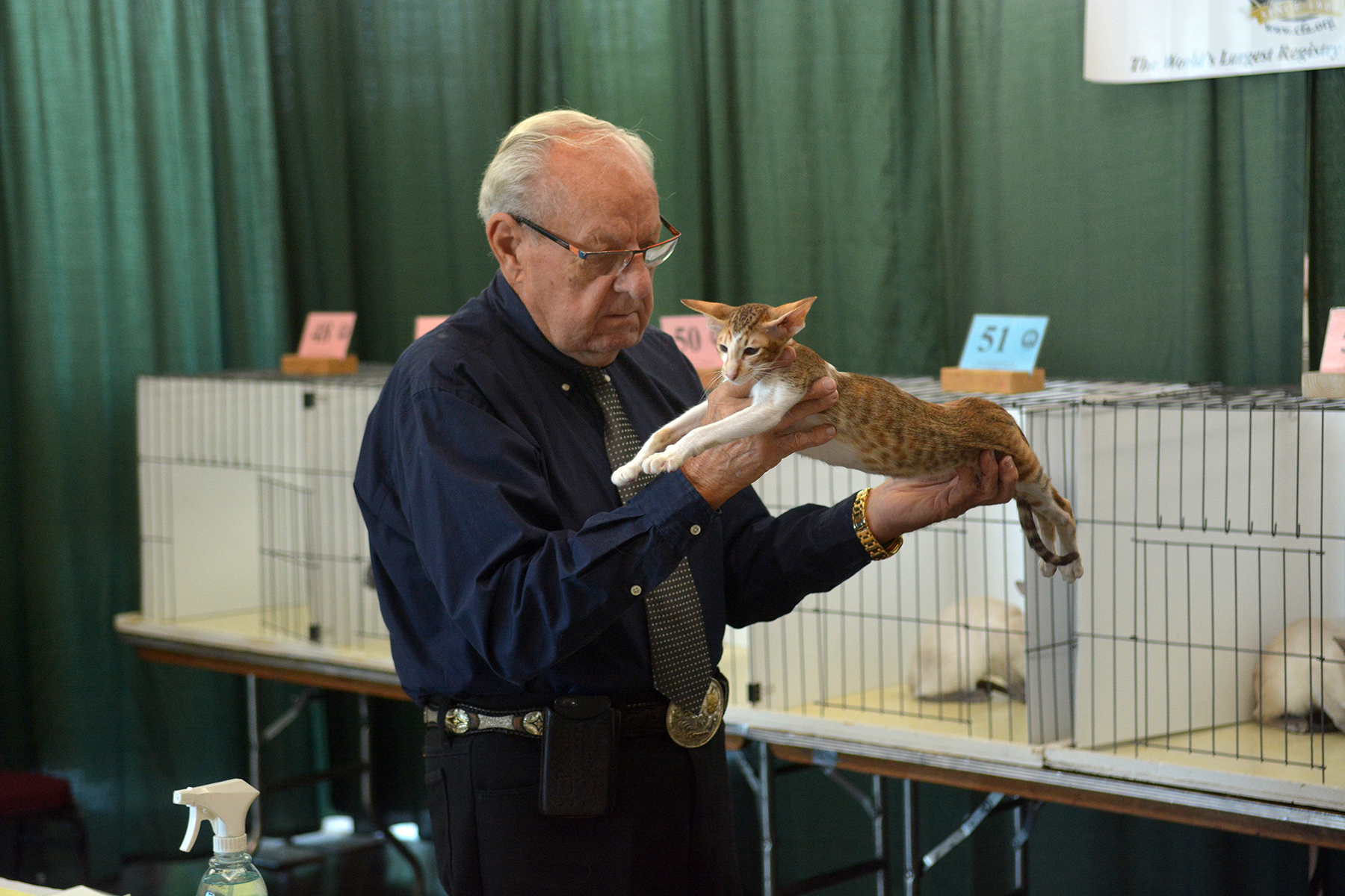 Houston Cat Show brings feline lovers from all over the country