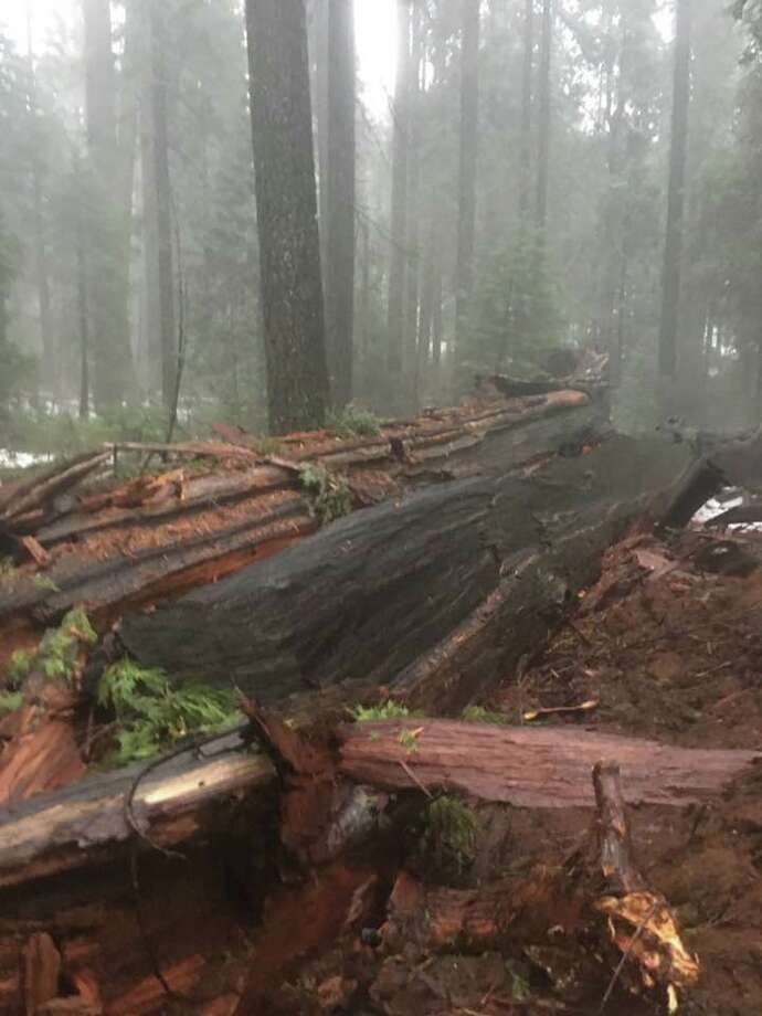 Historic Pioneer Cabin Tree Toppled In California Storm Sfgate