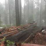 Historic Pioneer Cabin Tree Toppled In California Storm Sfgate