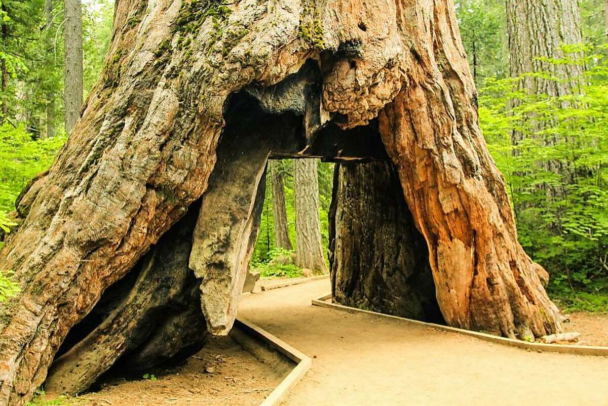 This is where you can still see drive-through and walk-through trees in ...