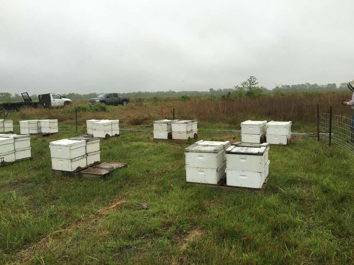 Another view of Verhoek's commercial bee operation. 