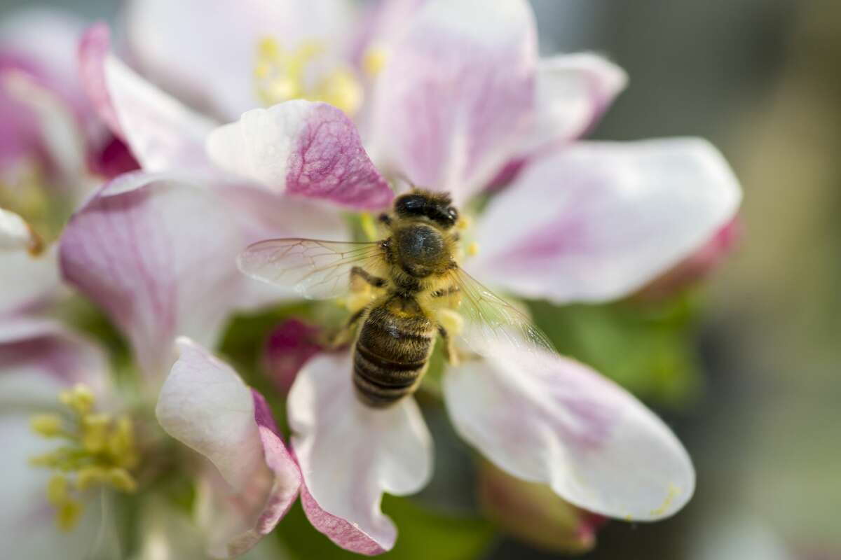 Meet the GRBees Downtown convention center now has its own honey bee