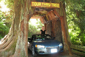 The stories of California's most famous trees, including some with top-secret locations - Photo