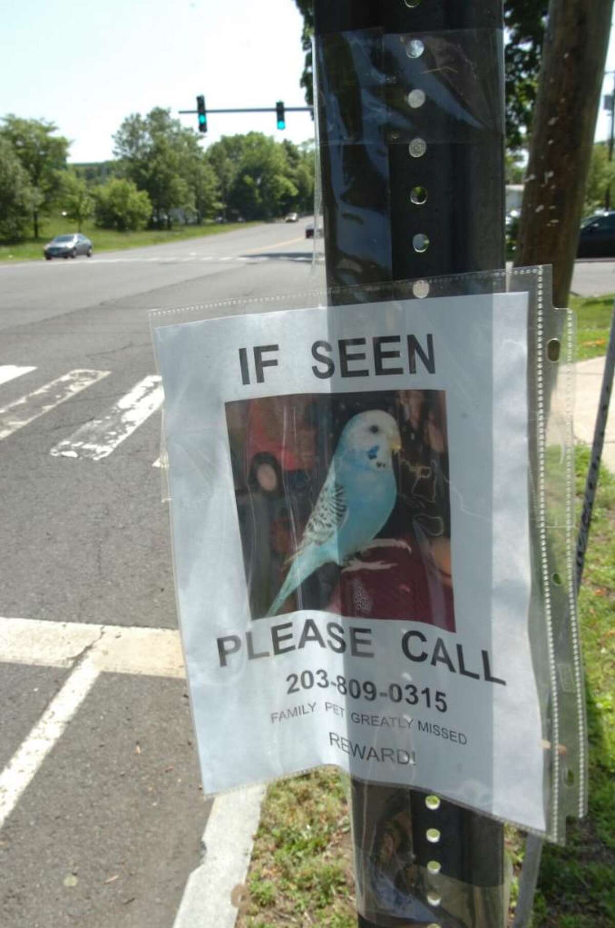 The flyer that advertised a lost parakeet posted near East Putnam Avenue, on Tuesday, May 25, 2010.