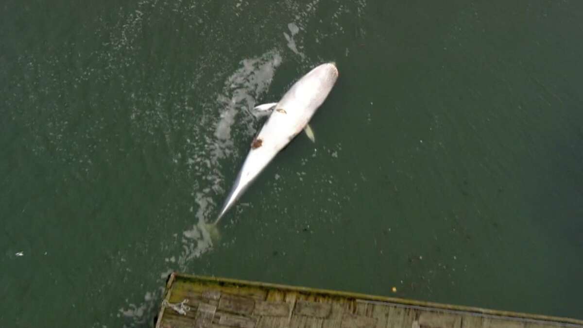 A screenshot taken from KTVU's helicopter shows the whale with an apparent injury. 