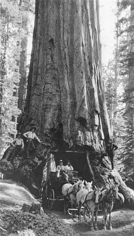 Historic Pioneer Cabin Tree Toppled In California Storm Sfgate