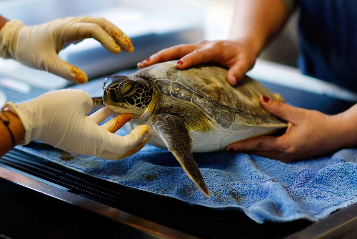 Cold weather stuns endangered sea turtle population in the Gulf of Mexico