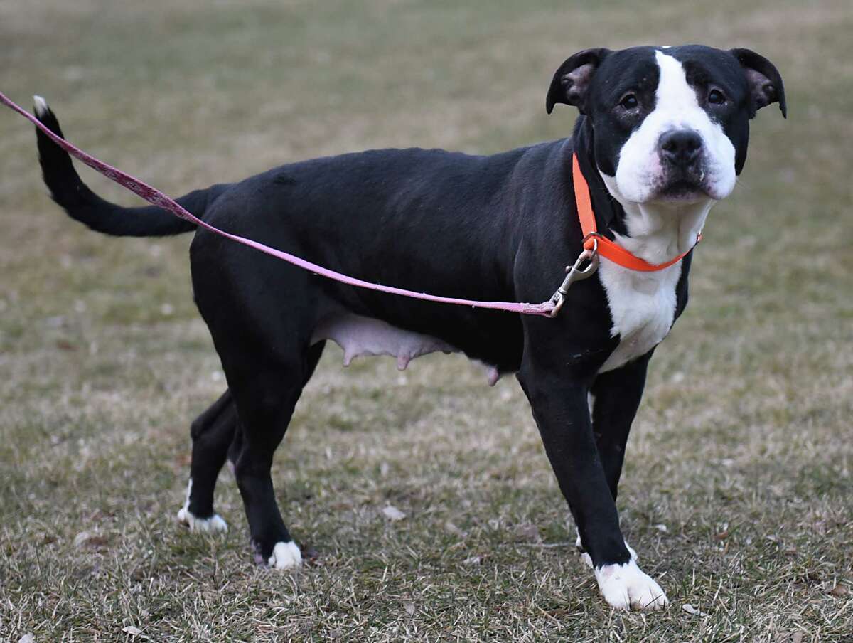 Glens Falls Rescue Dog On Animal Planet Show