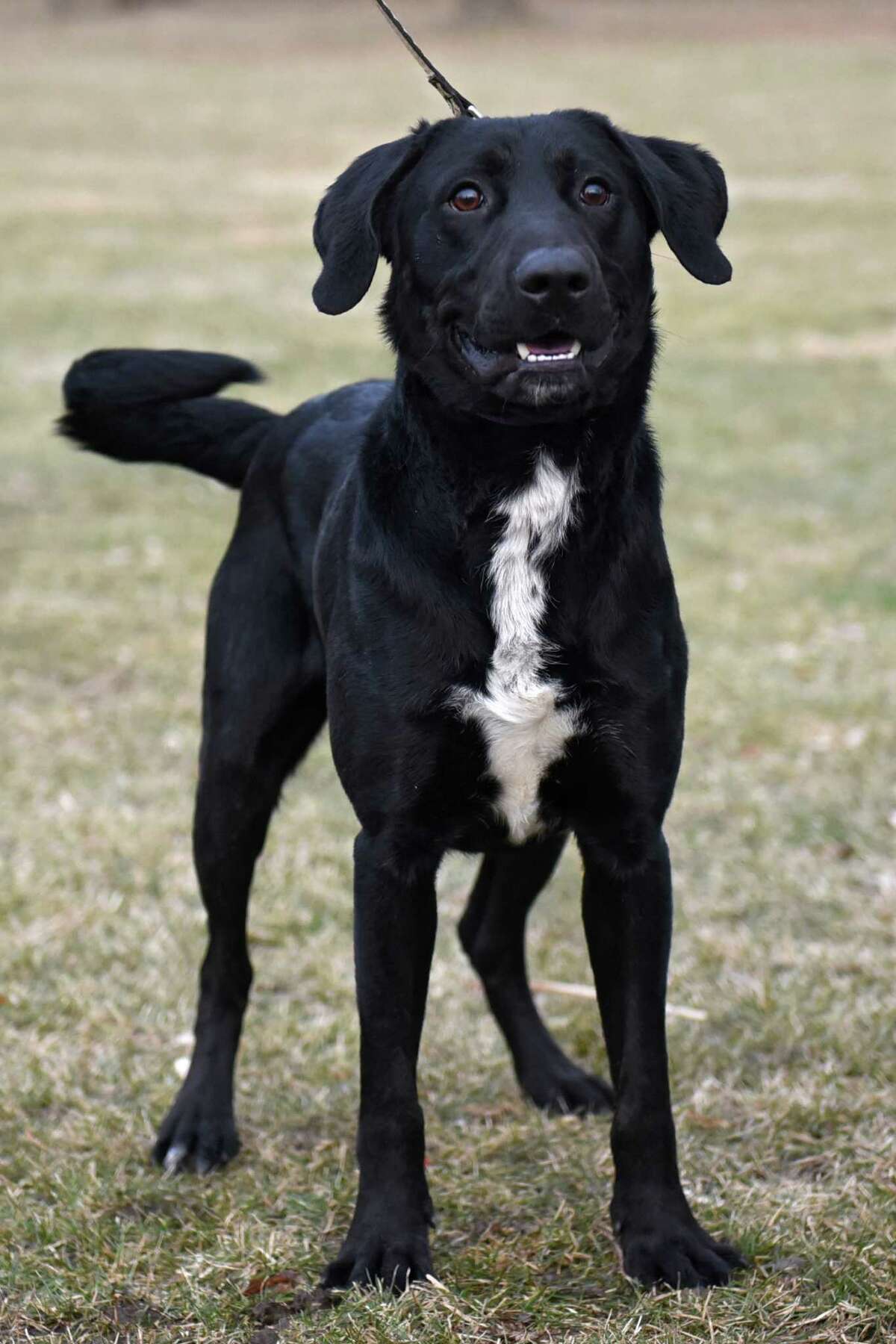 Glens Falls rescue dog on Animal show