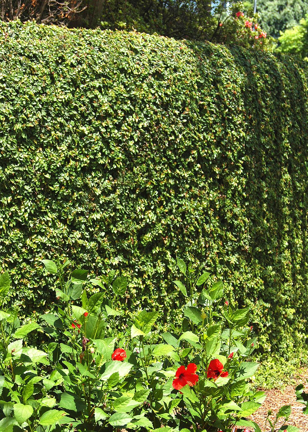 Creatice Best Privacy Bushes for Simple Design