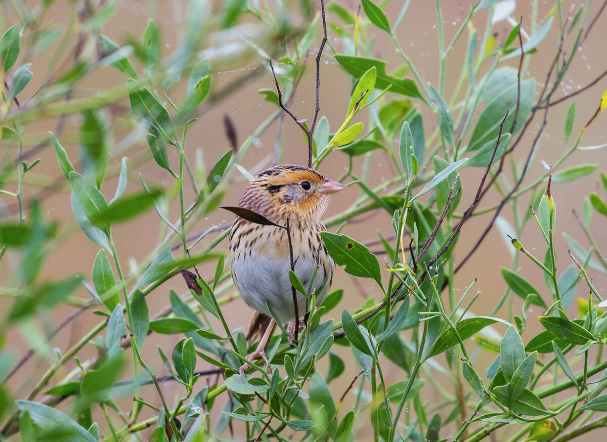 Le Conte's sparrow is a grassland sparrow. See it at the Attwater Prairie Chicken National Wildlife Refuge near Sealy.﻿