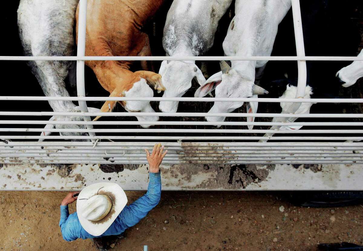 Cattle are inspected for ticks near Laredo. Experts are trying to pinpoint how the ticks ended up 110 miles north of the border.
