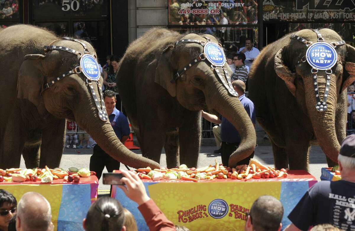 A crowd watches as the Ringling Bros. and Barnum & Bailey circus elephants take part in an elephant brunch outside the Times Union Center on Thursday May 2, 2013 in Albany, N.Y. (Michael P. Farrell/Times Union)