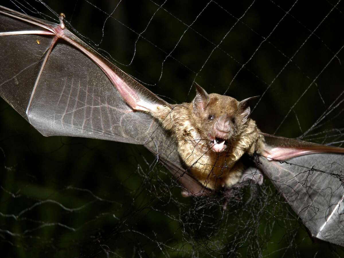 A bat with rabies was found March 22, 2017, at a church in Buda, which is a small town near Austin.