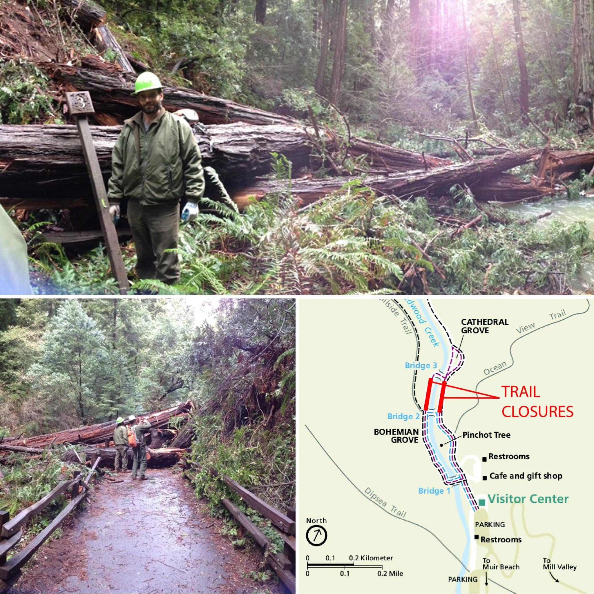 muir-woods-closed-for-third-time-in-two-weeks-due-to-fallen-trees