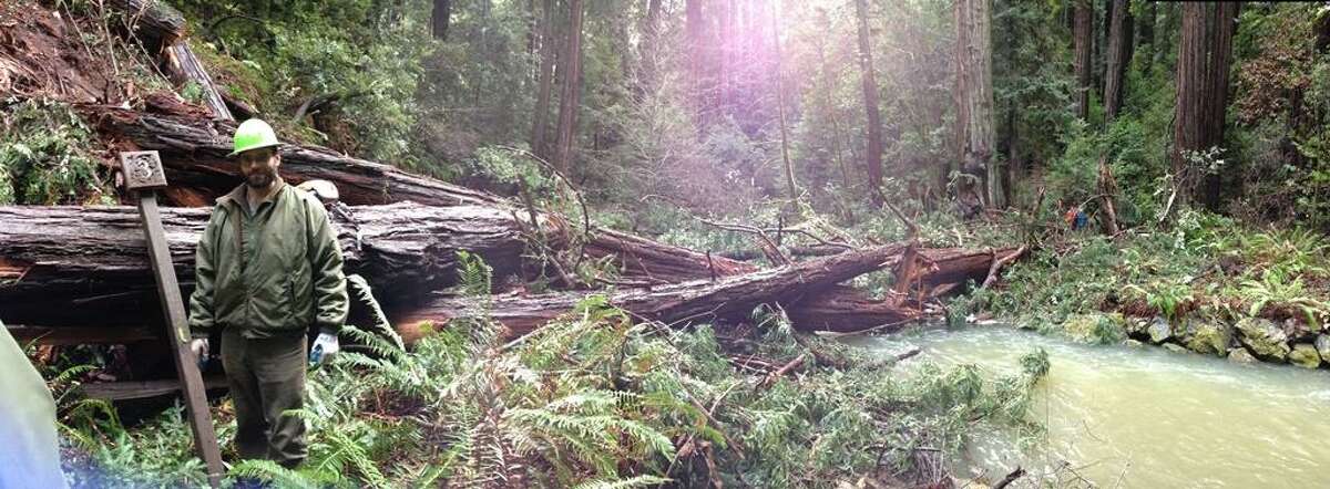Rangers at Muir Woods National Monument work on Wednesday to clear trails blocked by several redwood trees that fell over night and prompted the closure of the park in Marin county.