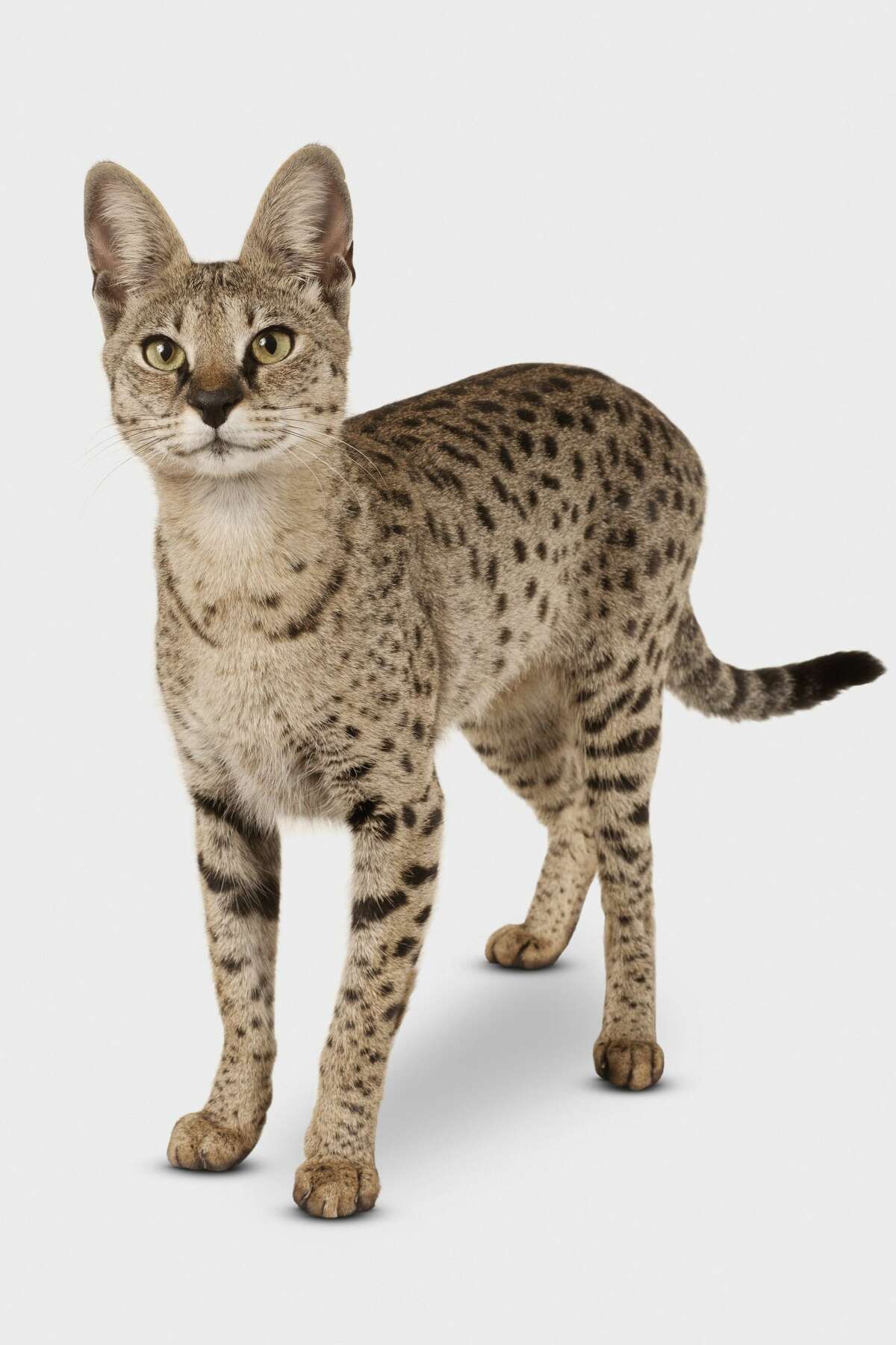 exotic cats to own