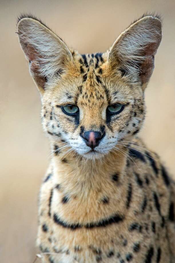 Facts about Savannah cats Chron