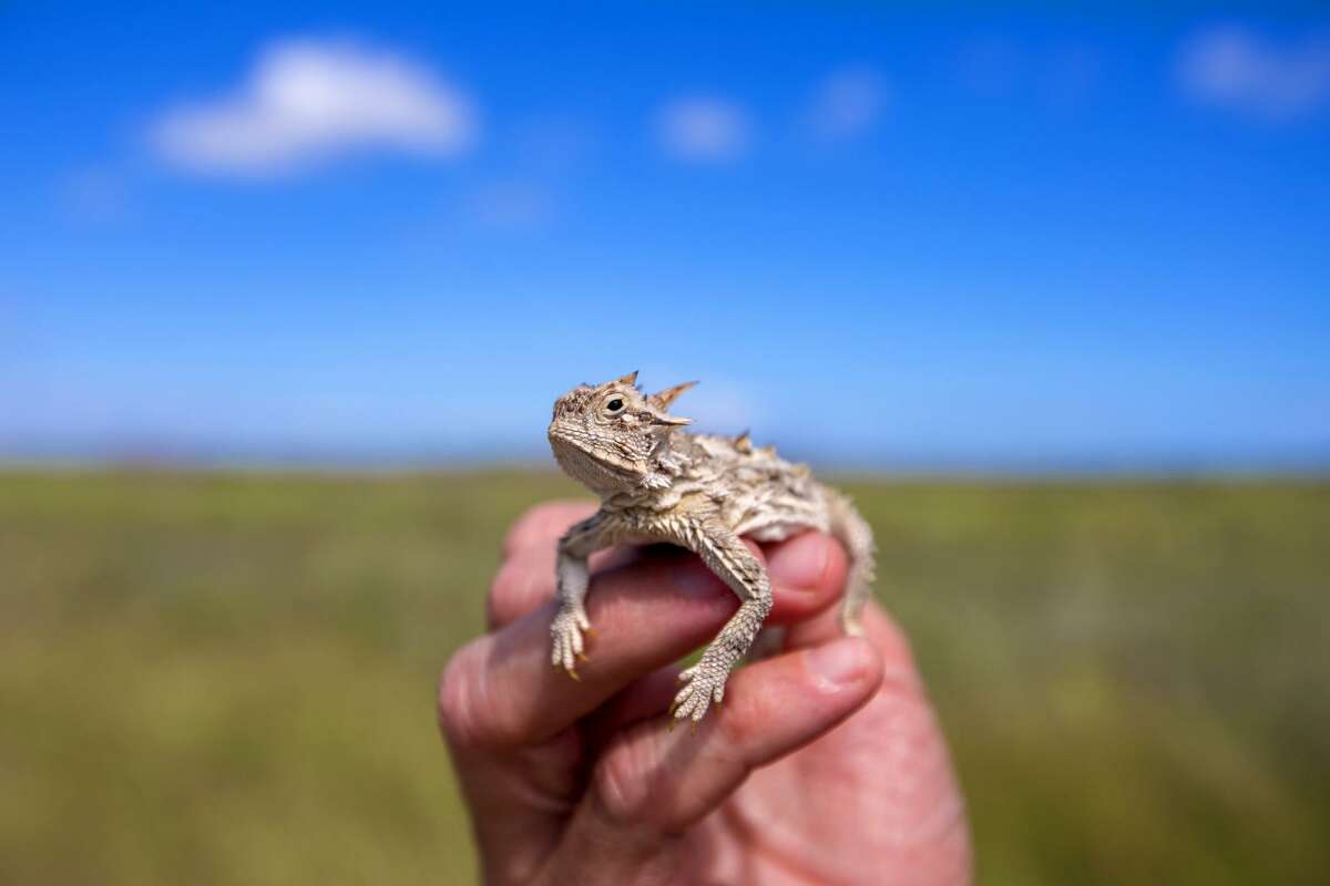 This horned toad is one of the diverse range of species found in the South Texas Refuge Complex, which draws birders from around the world and is home to the largest population of endangered ocelots in North America and half the continents butterfly species.