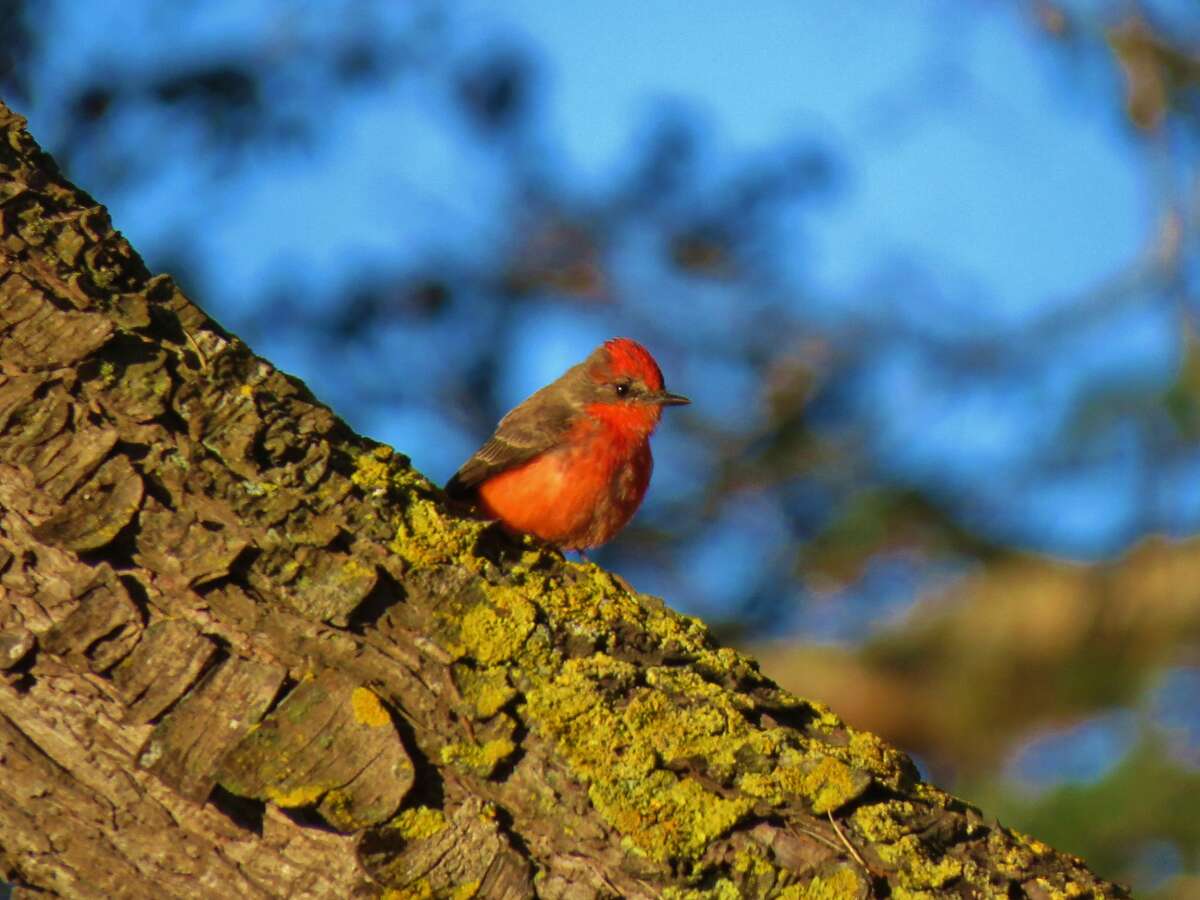 In Colma on the north San Francisco Peninsula, a rare Vermilion Flycatcher was sighted and photographed at the Cyprus Lawn Cemetery -- about 1,000 miles off course from its range in the southwest.