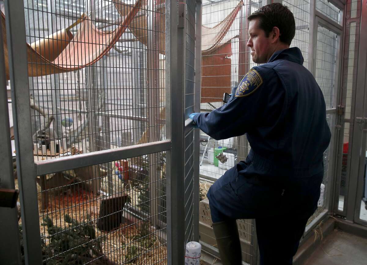 Baby raccoons’ hardluck story ends with soft landing